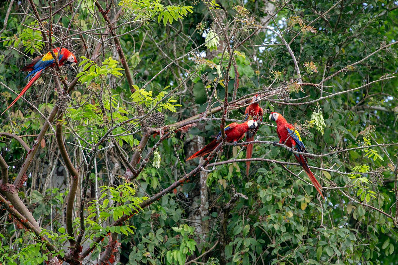 GUACAMAYAS Y LAS NUBES. ¡Viaje a travez de la naturaleza!