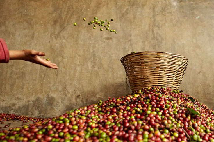 EL GRAN VIAJE AL SOCONUSCO. Café, mar y pueblos del pacifico